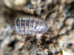 Armadillidium vulgare