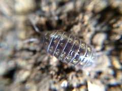 Armadillidium vulgare