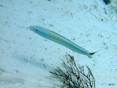 Malacanthus plumieri