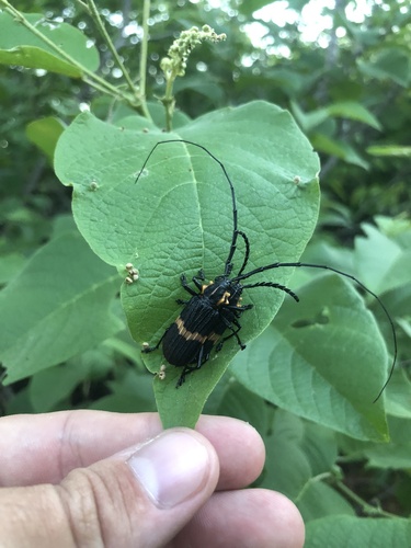 Pteracantha fasciata
