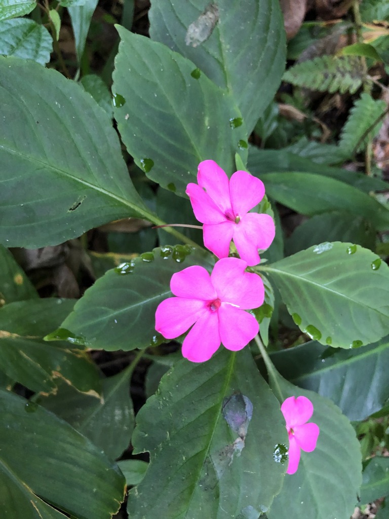 Impatiens plants massed in shade