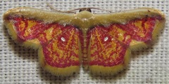 Leptostales vitticostata