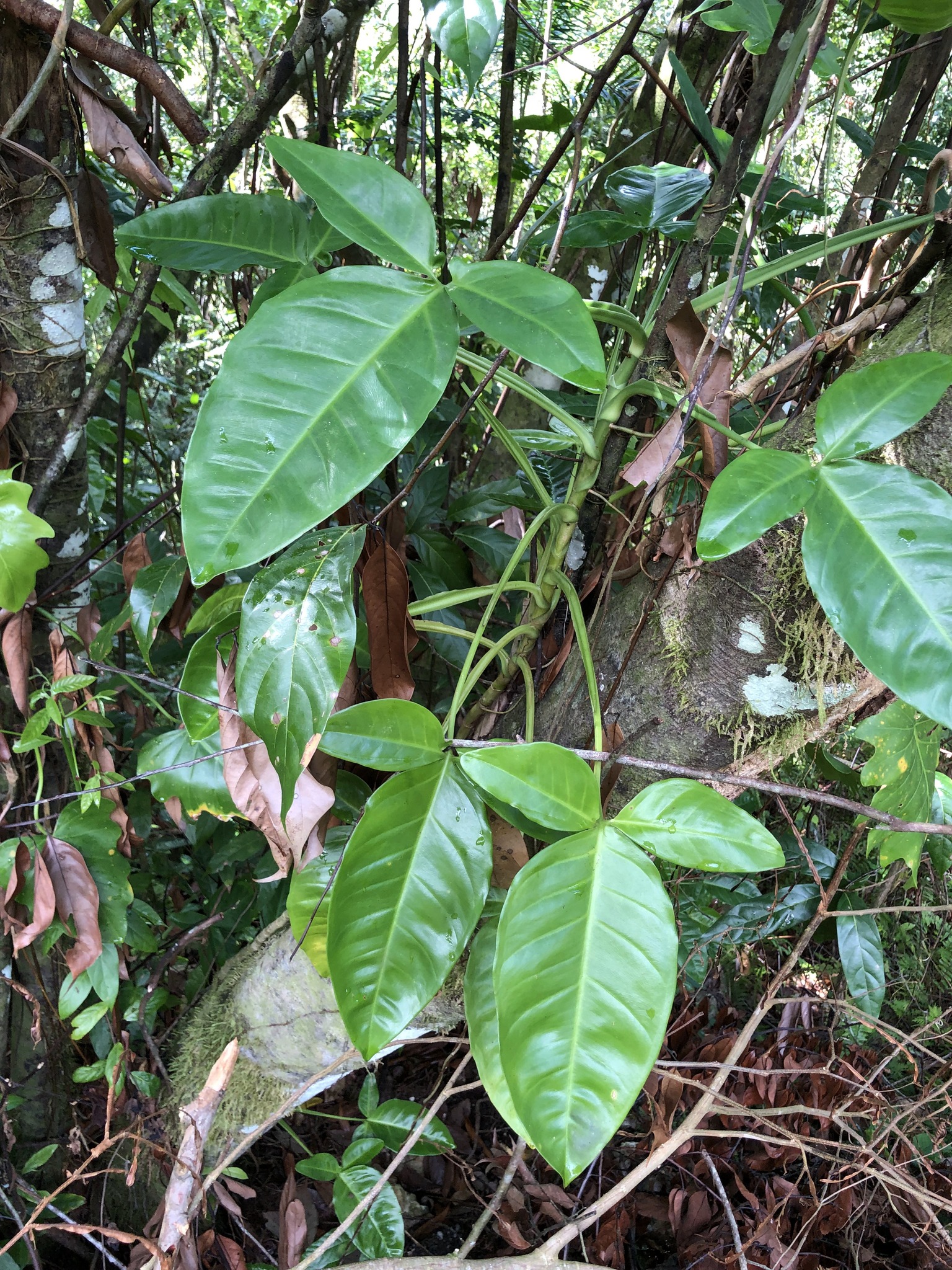 Imagem de Folhagem-de-sino