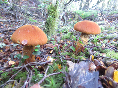 Cortinarius castoreus