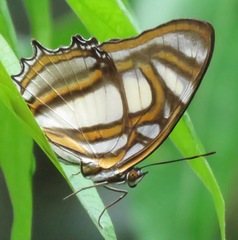 Metamorpha elissa