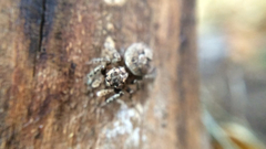 Salticidae