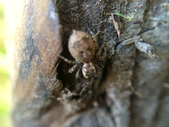 Salticidae
