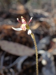 Eriochilus collinus