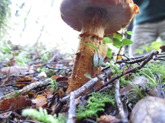 Cortinarius castoreus