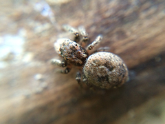 Salticidae