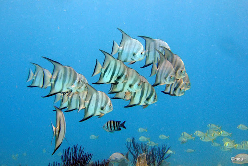 Atlantic Spadefish