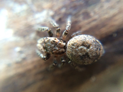Salticidae