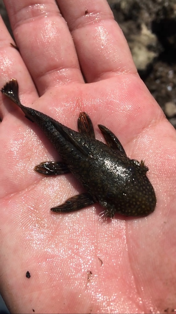 Catfish (Ancistrus cirrhosus) — Loricariidae