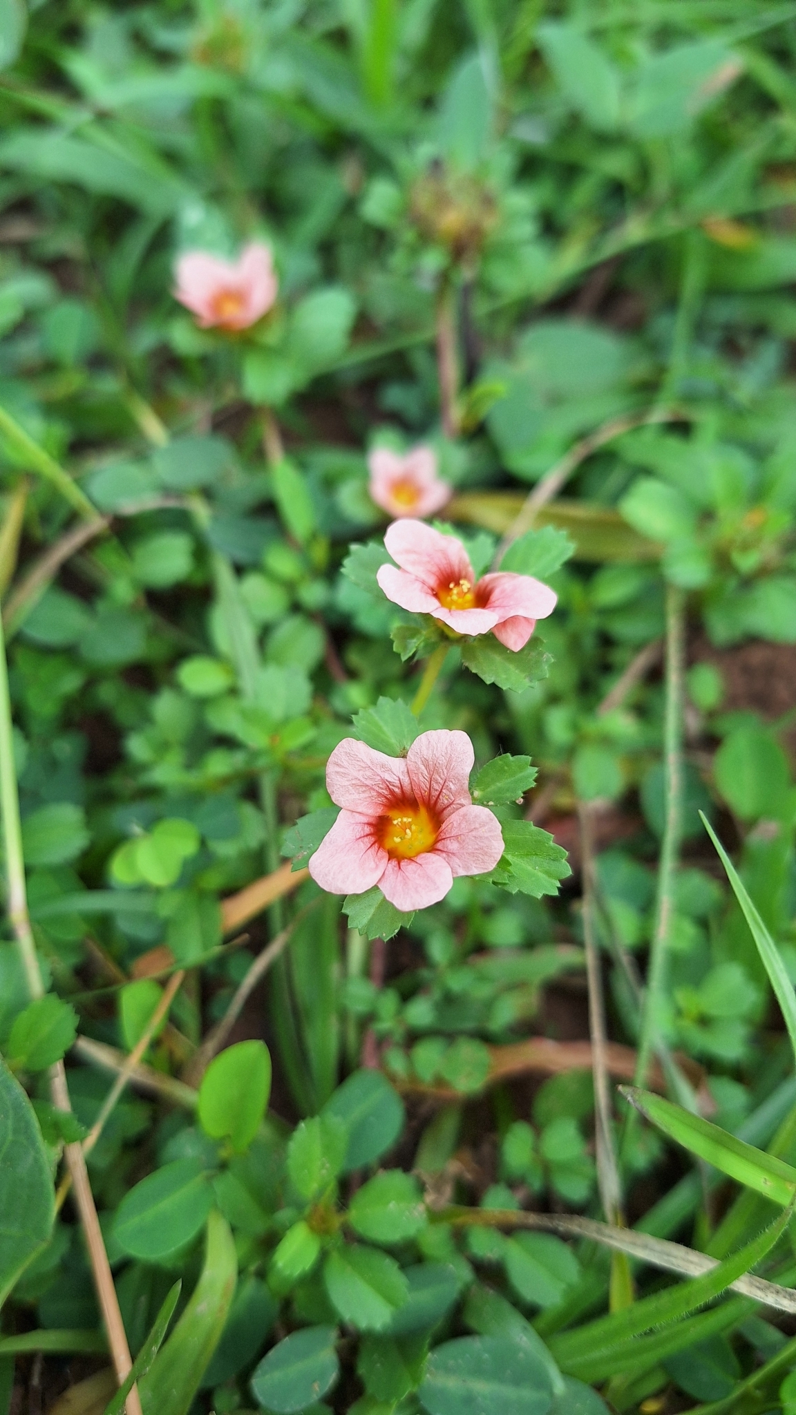 Sida ciliaris