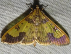 Phostria