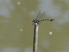 Ictinogomphus pertinax