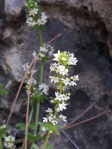 Image of Galium verrucosum by (c) Karim Haddad, some rights reserved (CC BY)