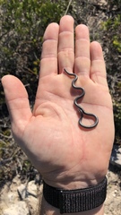 Leptotyphlops nigricans