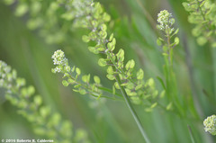 Lepidium austrinum