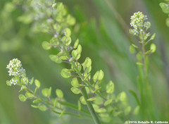 Lepidium austrinum