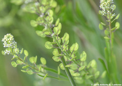 Lepidium austrinum