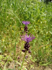 Muscari comosum