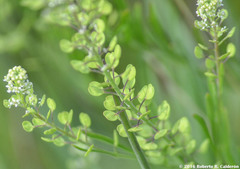 Lepidium austrinum