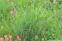 Lepidium austrinum
