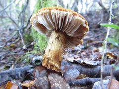 Cortinarius castoreus