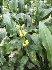 Lamium galeobdolon montanum