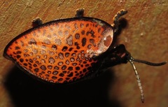 Eugenysa cuprifulgens