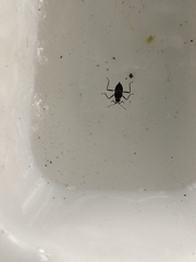 Gerromorpha