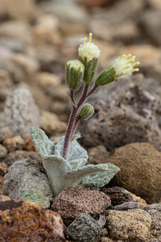 naked turtleback (Psathyrotopsis scaposa)