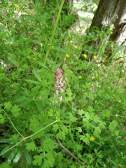Fumaria officinalis