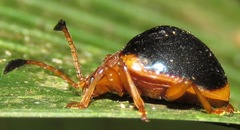 Corynomalus marginatus