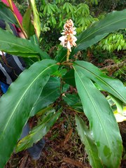 Alpinia shimadae