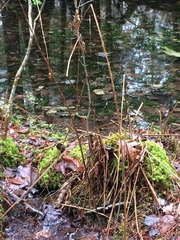 Matteuccia struthiopteris