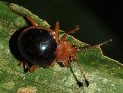 Corynomalus marginatus