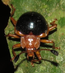 Corynomalus marginatus