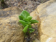 Oxalis monophylla monophylla