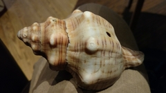 Pleuroploca trapezium