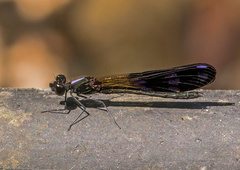 Aristocypha fenestrella