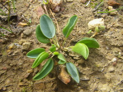 Oxalis monophylla monophylla