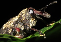 Heilipodus bellicosus