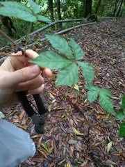 Tetrastigma obtectum glabrum