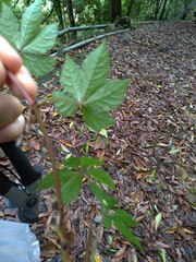 Tetrastigma obtectum glabrum