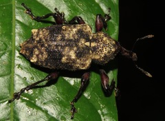 Heilipodus bellicosus