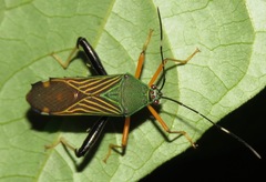 Nematopus