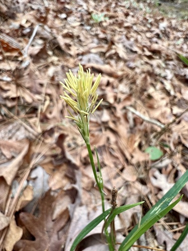 Incognito Lined Sedge (Carex ignota)
