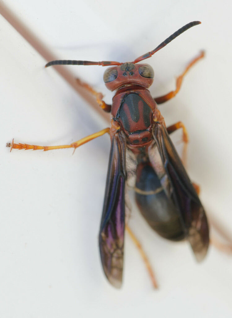 fuscatus-group Paper Wasps from Alta Vista, Sarasota, FL, USA on ...